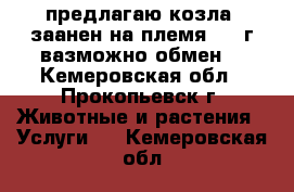 предлагаю козла  заанен на племя 1.5 г вазможно обмен  - Кемеровская обл., Прокопьевск г. Животные и растения » Услуги   . Кемеровская обл.